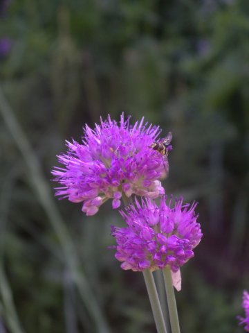 allium polyphillum